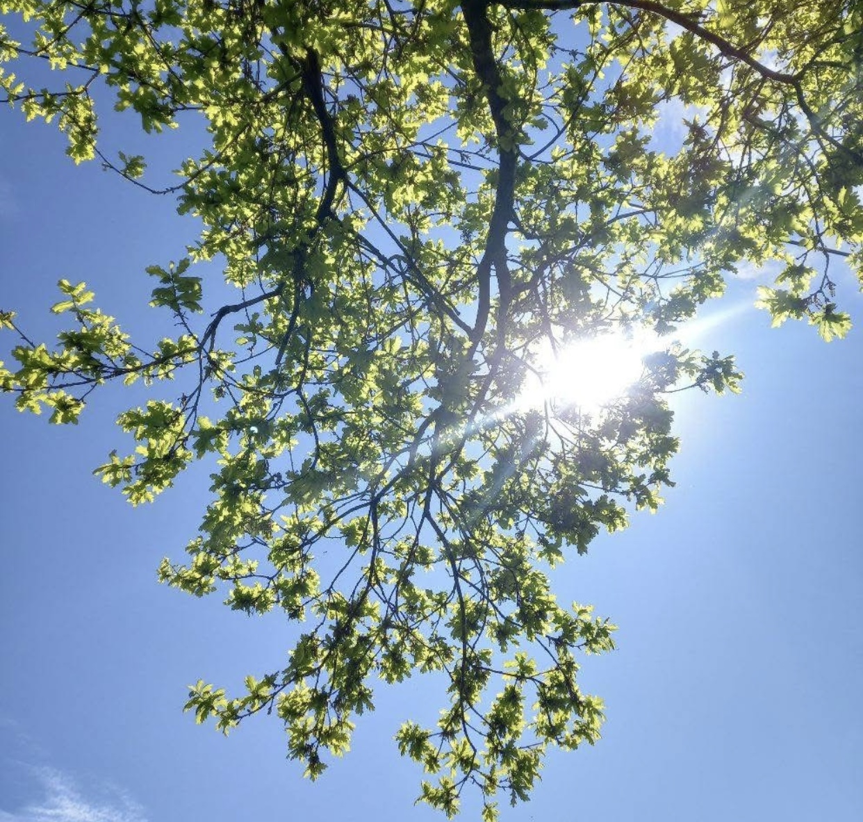 Peaceful Tree Canopy with Blue Sky